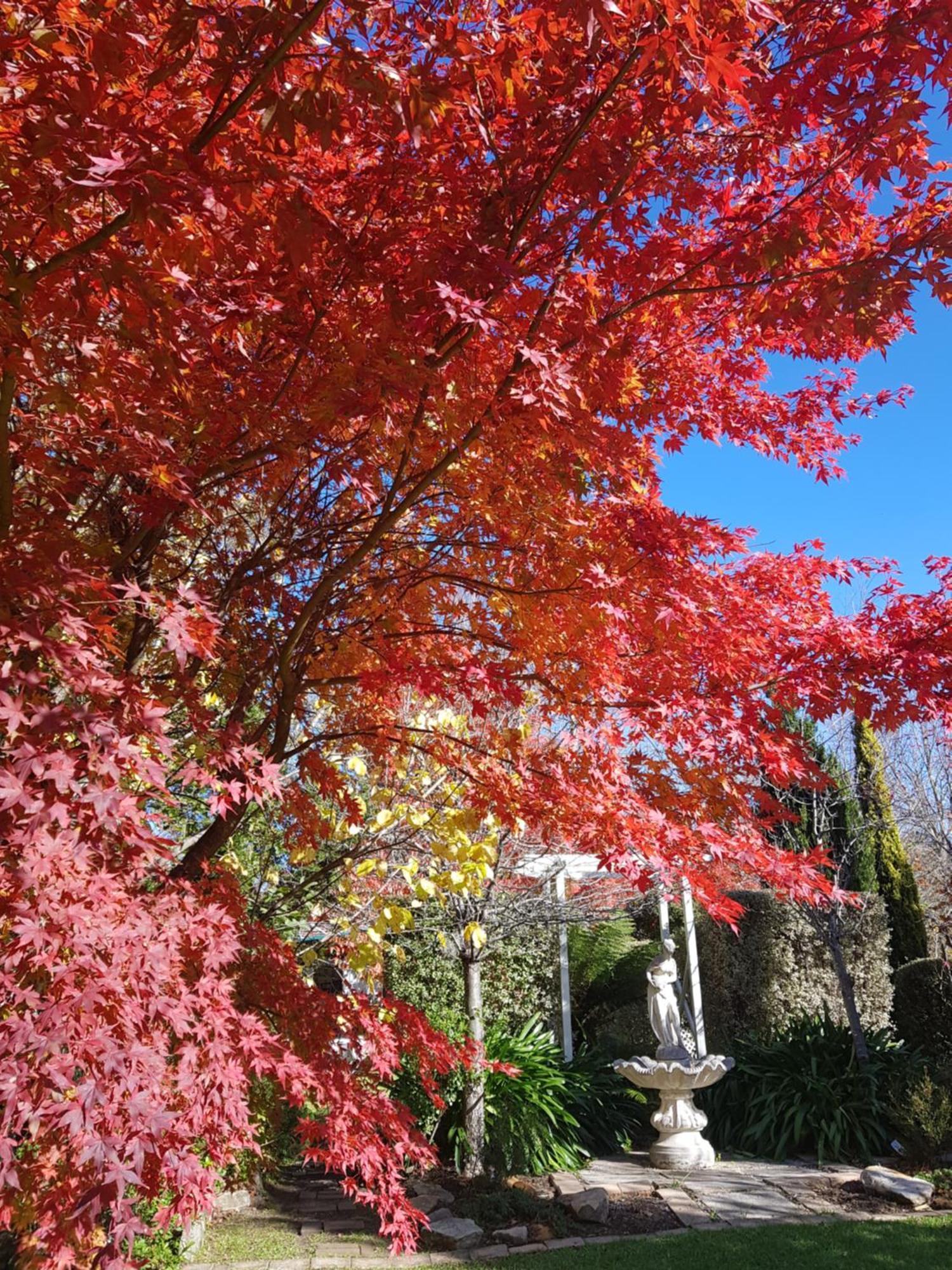 Winston Cottage At Three Sisters Katoomba Dış mekan fotoğraf